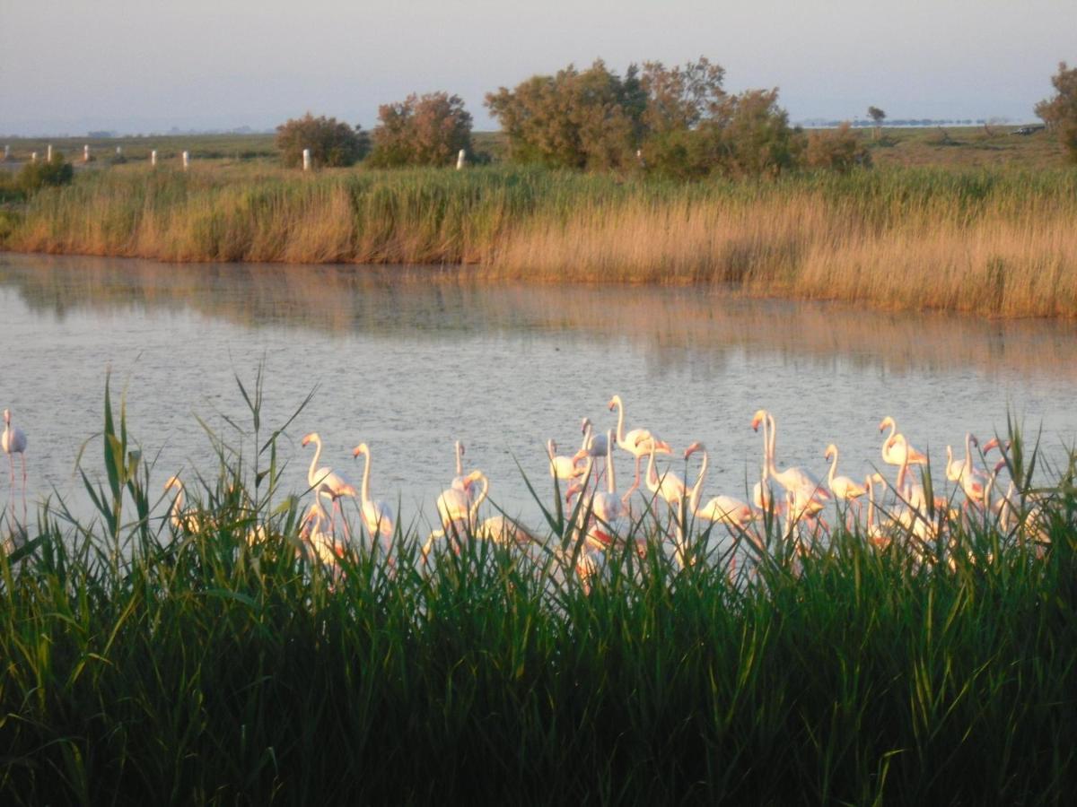 Chambre Les Flamants, Avec Vue Imprenable Sur Les Etangs, Les Oiseaux, La Nature, Petit Dejeuner Compris 생트마리들라메르 외부 사진