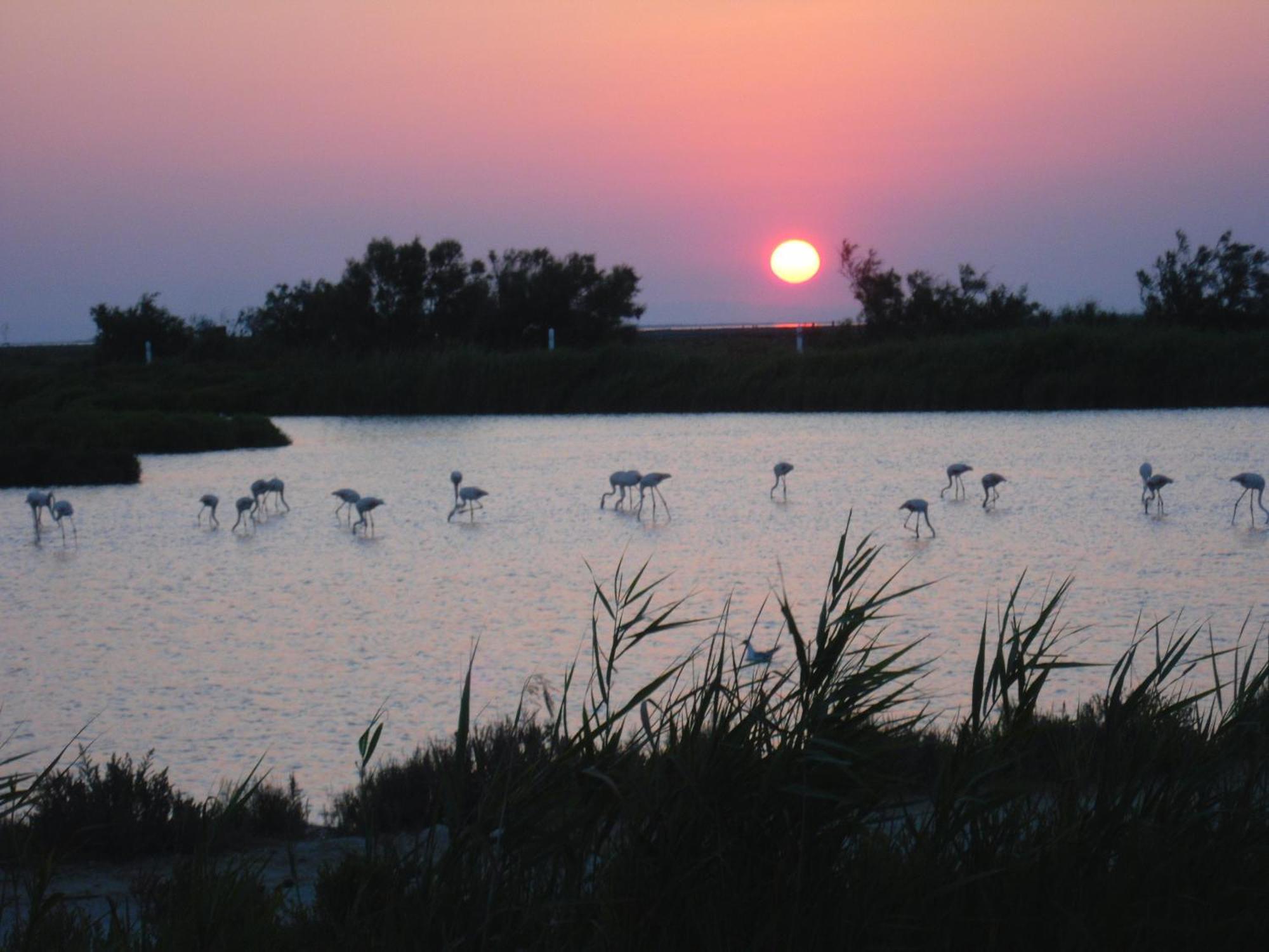 Chambre Les Flamants, Avec Vue Imprenable Sur Les Etangs, Les Oiseaux, La Nature, Petit Dejeuner Compris 생트마리들라메르 외부 사진