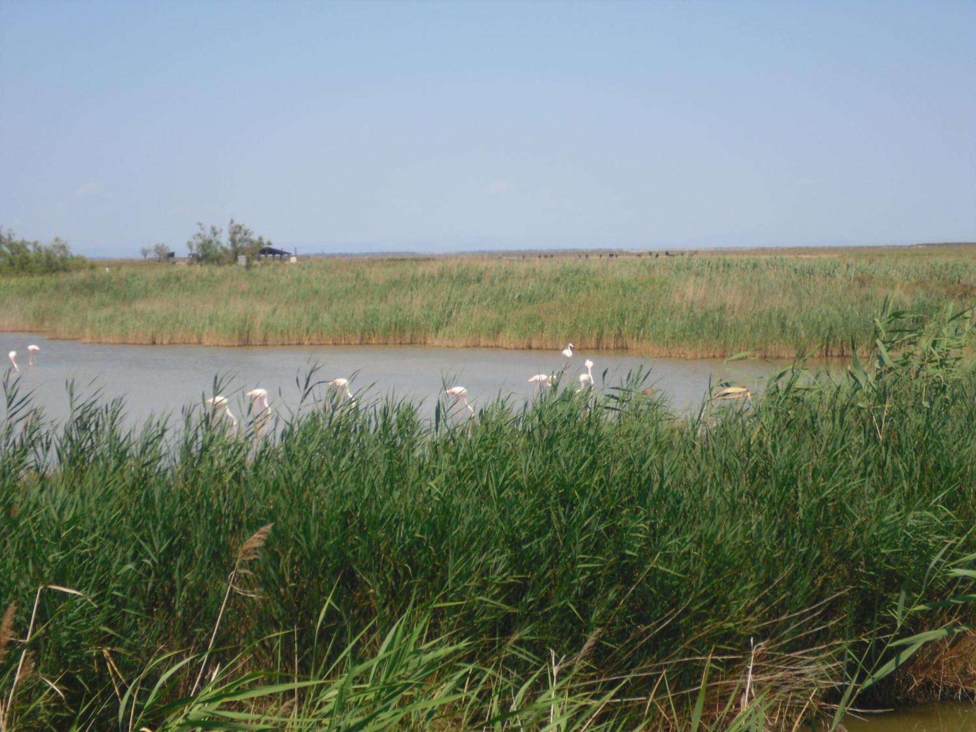 Chambre Les Flamants, Avec Vue Imprenable Sur Les Etangs, Les Oiseaux, La Nature, Petit Dejeuner Compris 생트마리들라메르 외부 사진